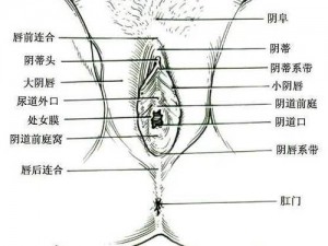 为什么阴脣肥大的图示蝴蝶会让你感到困扰？如何解决这个问题？