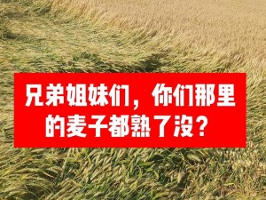 兄弟换麦子4【兄弟换麦子 4：是套路还是真情？】