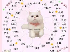 猫咪最新地域网名是怎样的？为什么懂的都懂？