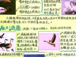 《陆行鸟生活习性探索与饲养实用手册》