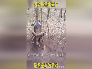 老师下面太紧拔不出来怎么矫 ：老师下面太紧拔不出来，怎么办？