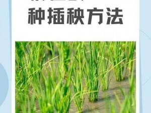 外国情侣插秧有哪些方法？为何他们的方法与众不同？怎样才能学会外国情侣的插秧技巧？