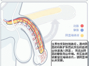 勃起之后无删减版(勃起之后：未删减版)