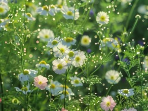 野花视频高清视频在线观看(野花视频高清视频在线观看，带你领略不一样的视觉盛宴)