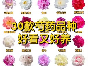 香软玉滑(林芍药)_，手工制作，口感细腻，营养丰富，让你回味无穷