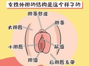 12 岁女生的私密部位是正常的生理结构，它的外观和形状因人而异，每个人的身体都是独特的