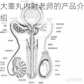 大睾丸内射老师的产品介绍