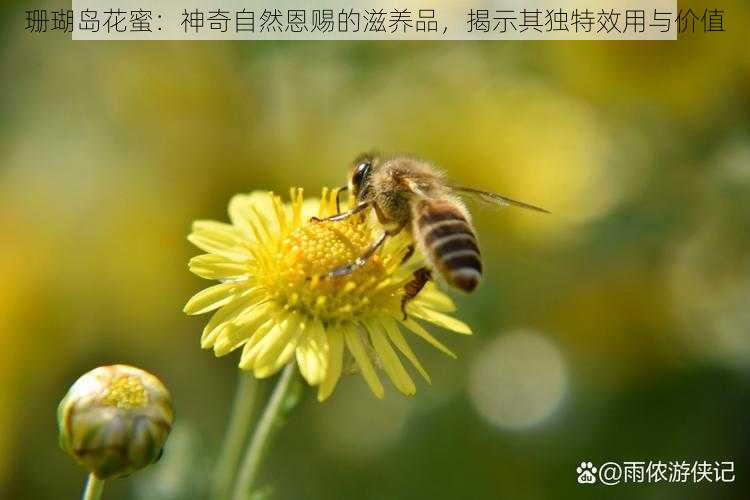 珊瑚岛花蜜：神奇自然恩赐的滋养品，揭示其独特效用与价值