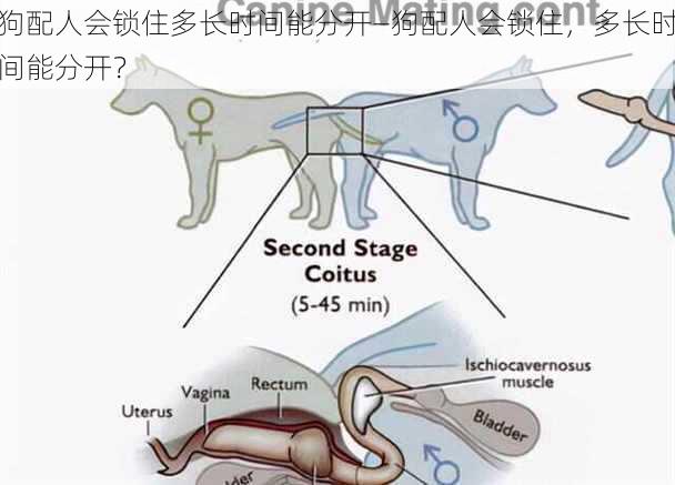 狗配人会锁住多长时间能分开—狗配人会锁住，多长时间能分开？