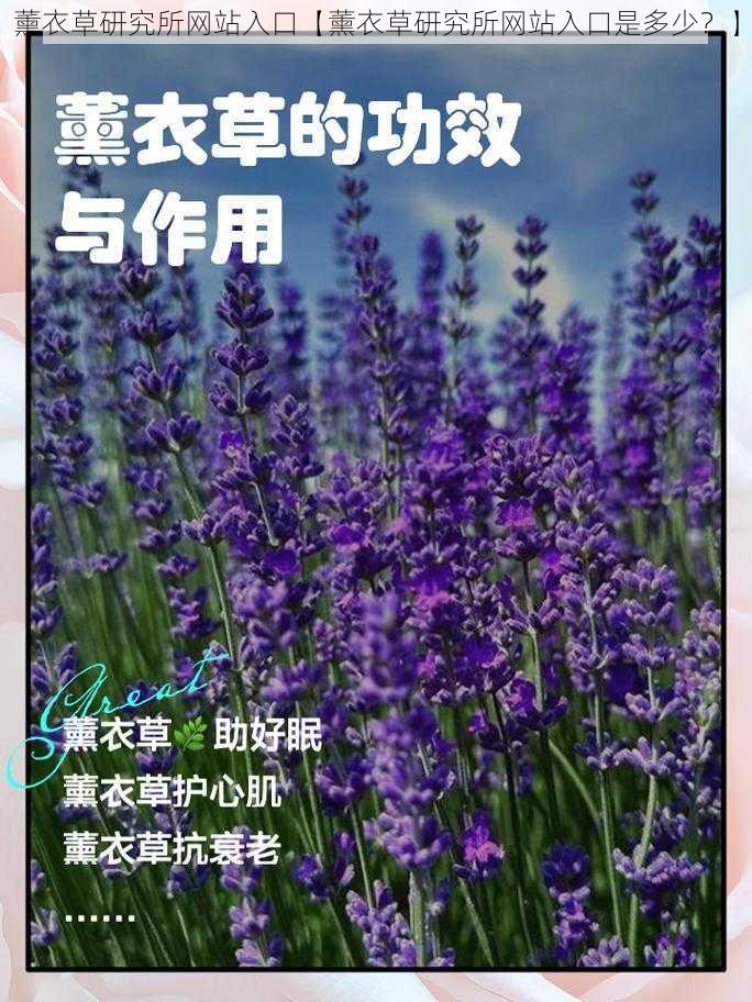 薰衣草研究所网站入口【薰衣草研究所网站入口是多少？】