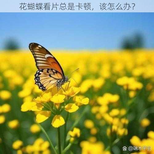 花蝴蝶看片总是卡顿，该怎么办？