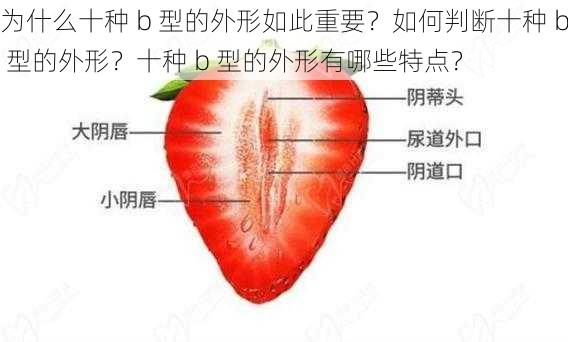 为什么十种 b 型的外形如此重要？如何判断十种 b 型的外形？十种 b 型的外形有哪些特点？