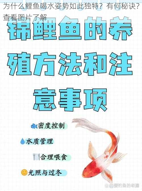 为什么鲤鱼喝水姿势如此独特？有何秘诀？查看图片了解